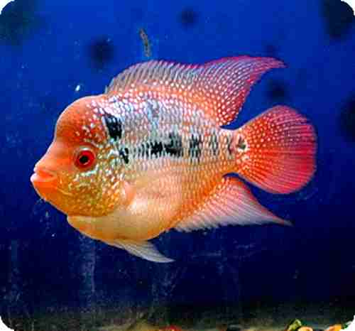 Flowerhorn - Similar Bantam - 1-2 inch